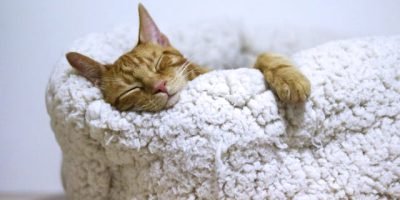Espaços enriquecidos: como o ambiente influencia o bem-estar dos gatos